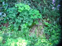 CIMG3059.webp