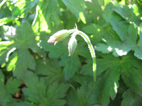 endressii blüte 17.07.webp