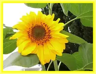 037.webp