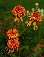Echi_Orange Marmelade_700.webp