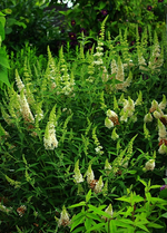 Sommerflieder_weiss_grün_600.webp