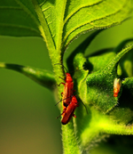 brauner Weichkäfer_rot1_makro_640.webp
