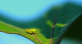 grüne Weichwanze_makro_800.webp