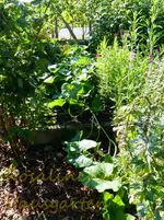 Butternut wo willst du hin.webp
