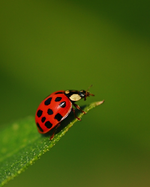 Marienkäfer2_makro_640.webp