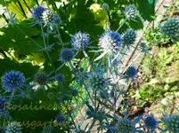 Edeldistel.webp