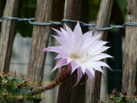 erste Kakteenblüte.webp