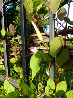 Glockenrebe - erste Blüte.webp