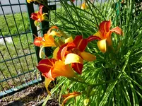 Taglilie.webp