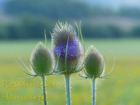 Wilde Karde.webp