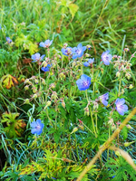 wildes Geranium.webp