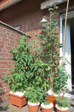 IMG_0854.webp