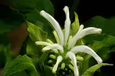 _Monarda Schneewittchen.webp
