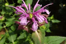 _Monarda Mohawk.webp