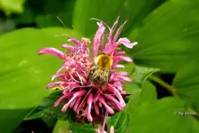 _Monarda rosefarb..webp