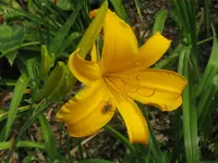 jersy spider3_1024x768.webp