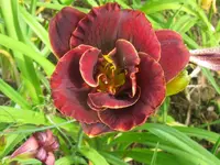 night amber mahagoni3_1024x768.webp