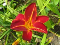 shola3_1024x768.webp