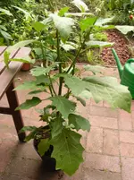 SAM_0414.webp