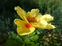 P1150650.webp
