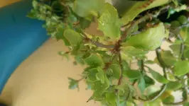 IMAG0042.webp