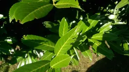 IMAG0045.webp