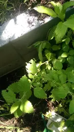 IMAG0047.webp