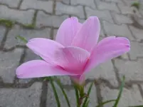 P1150701.webp