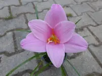 P1150696.webp