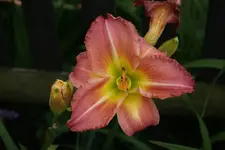 412_3.webp