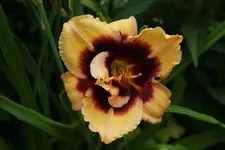 Berleyer Plappertasche.webp