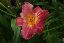 French Porcelain.webp