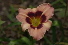 Siloam Bo Peep.webp