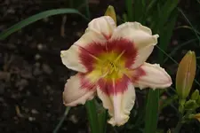 Smlg Biene 1.webp