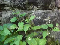 SAM_4973.webp