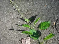 SAM_4974.webp