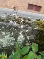 P1130208.webp