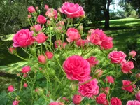 SAM_4993.webp