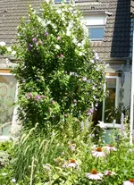 Garten_Hibiskus.webp
