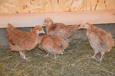 huhn1.webp