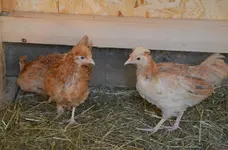 huhn2.webp