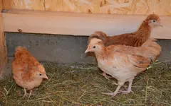 huhn3.webp
