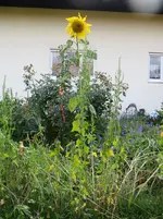 IMG_0508.webp