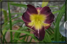 Black Moon.webp