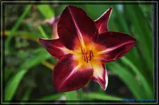 Große rote Blüte.webp