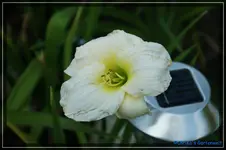 Weiss.webp