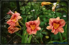 comp_DSC02041.webp