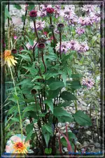 comp_DSC02053.webp