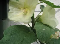 wein 005.webp