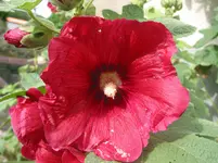 wein 006.webp